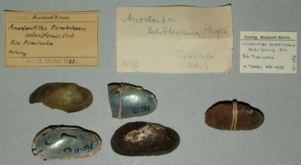 specimen