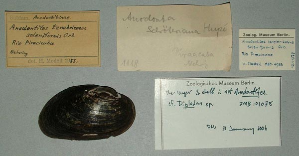 specimen