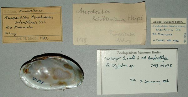 specimen