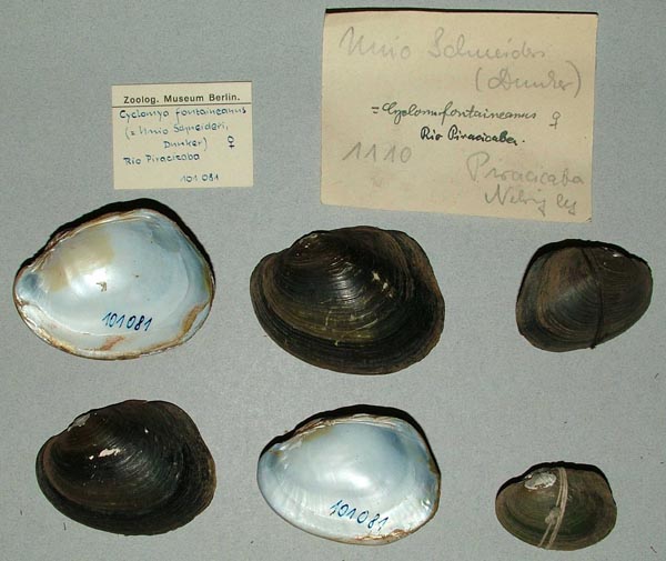 specimen