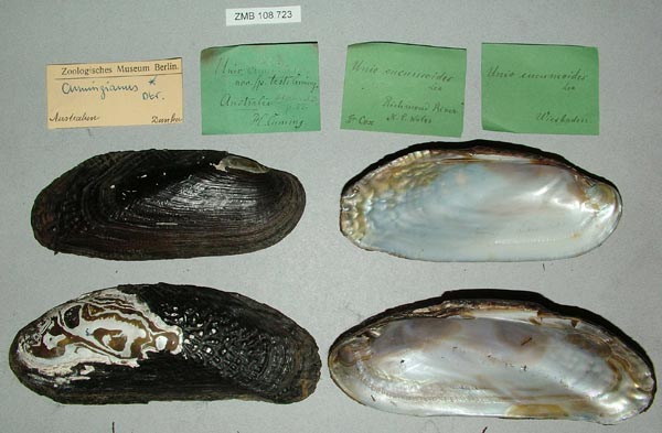 specimen