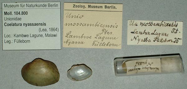 specimen
