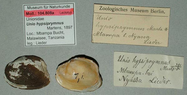 specimen