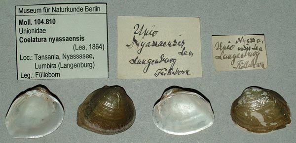specimen