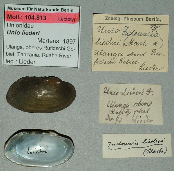 specimen