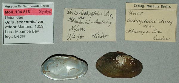 specimen