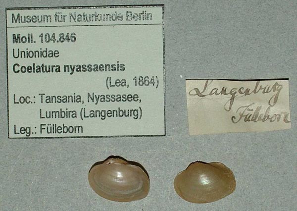 specimen