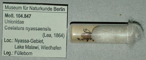 specimen