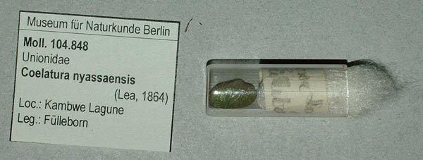 specimen