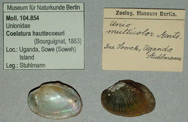 specimen