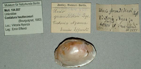 specimen