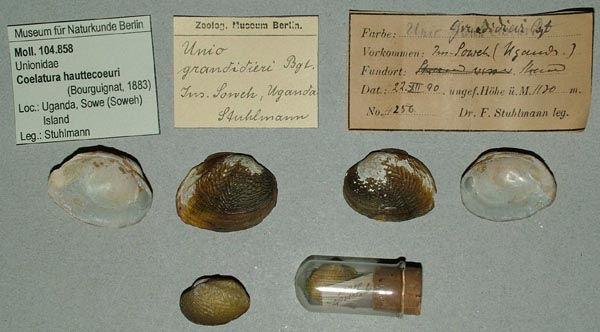 specimen