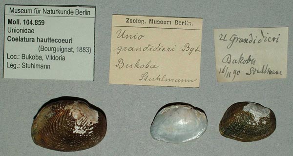 specimen