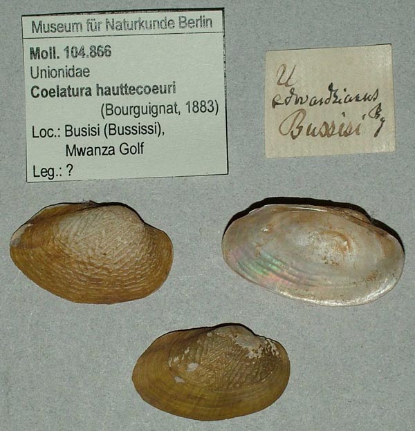 specimen