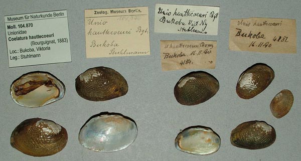 specimen