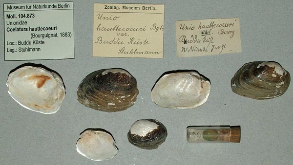 specimen