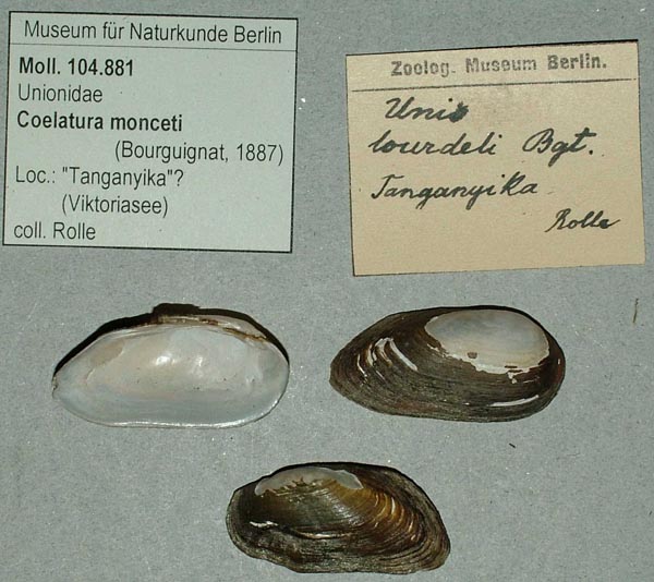 specimen