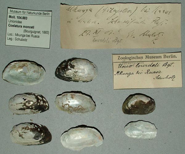 specimen