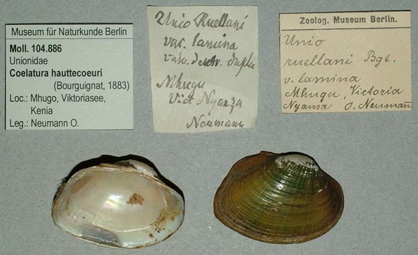 specimen