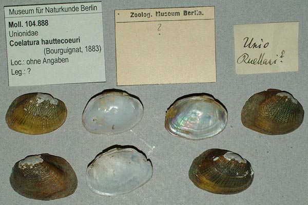 specimen