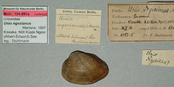 specimen