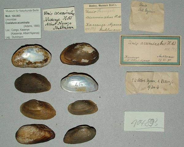 specimen
