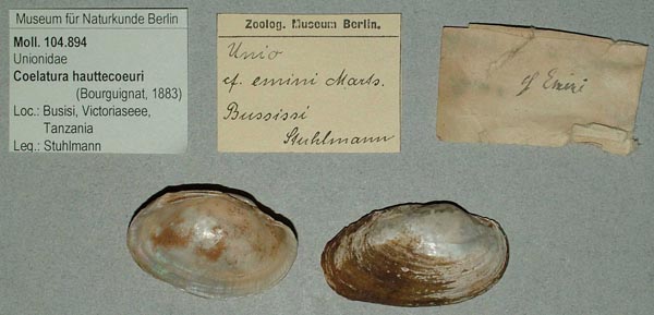 specimen