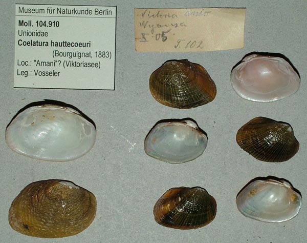 specimen