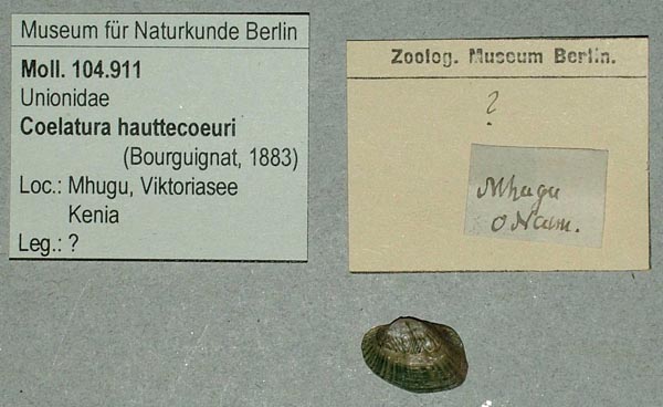 specimen
