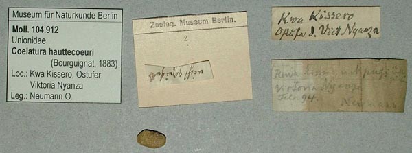 specimen