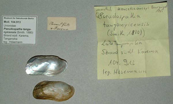 specimen