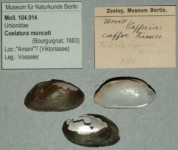 specimen