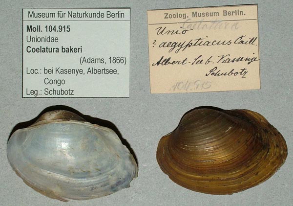 specimen