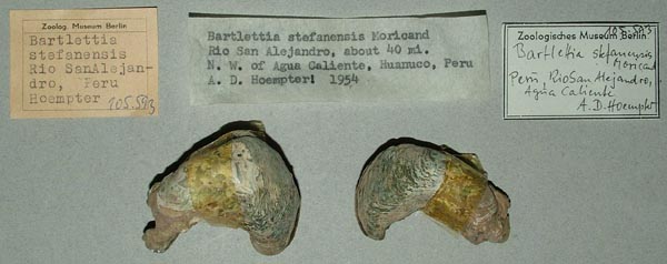 specimen