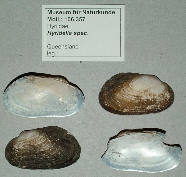 specimen