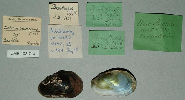 specimen