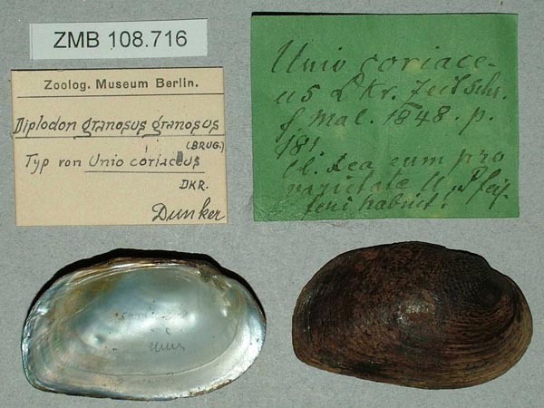 specimen