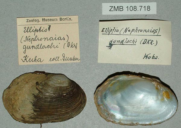 specimen