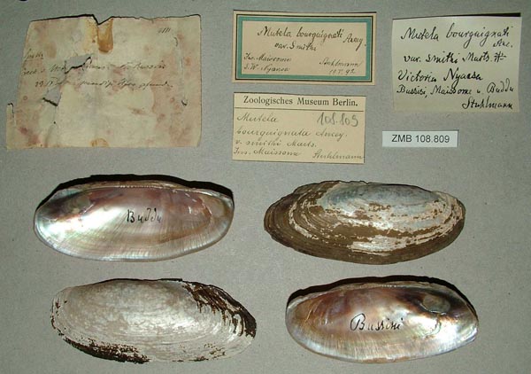 specimen