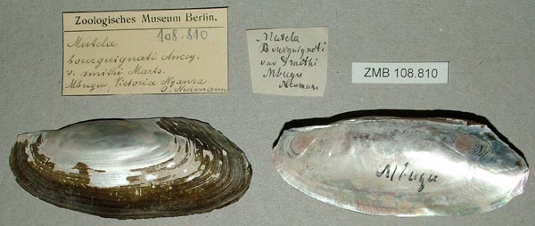 specimen