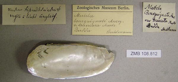 specimen