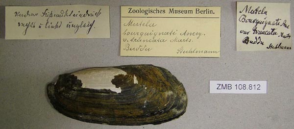 specimen