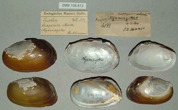 specimen