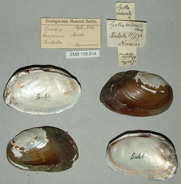 specimen
