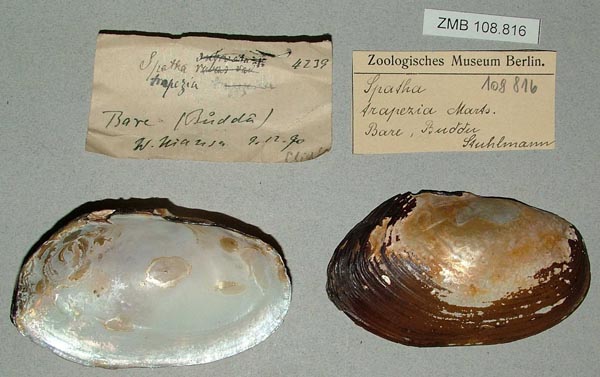 specimen