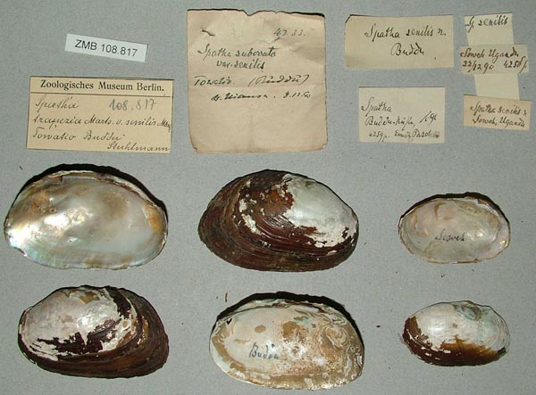 specimen