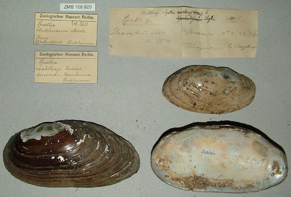 specimen