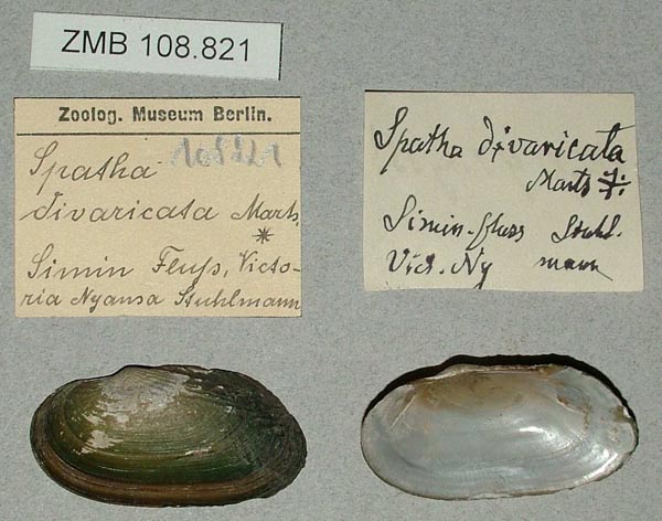 specimen