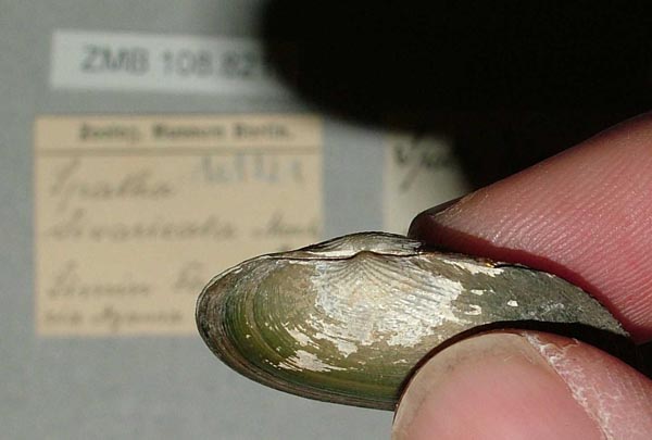 specimen