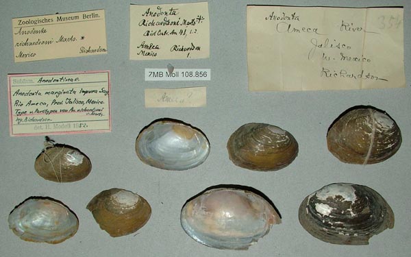 specimen